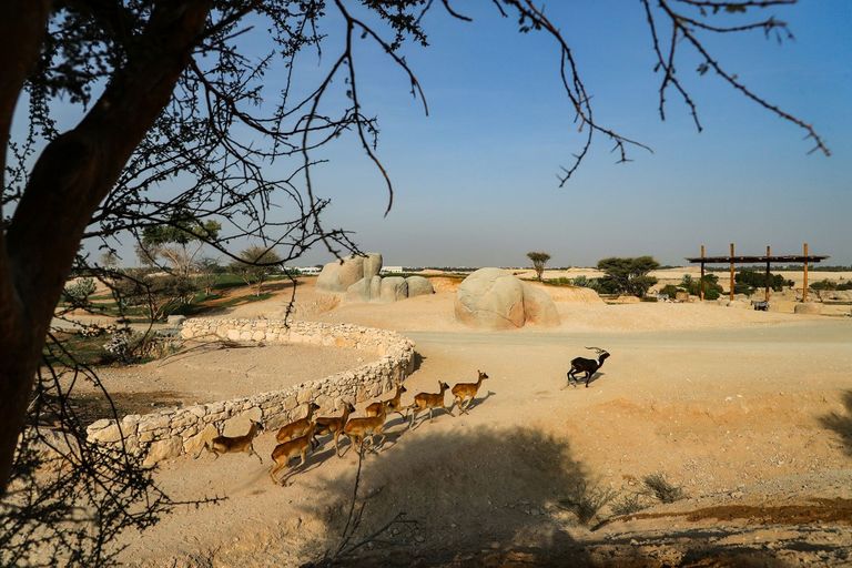 حديقة الحيوانات بالعين