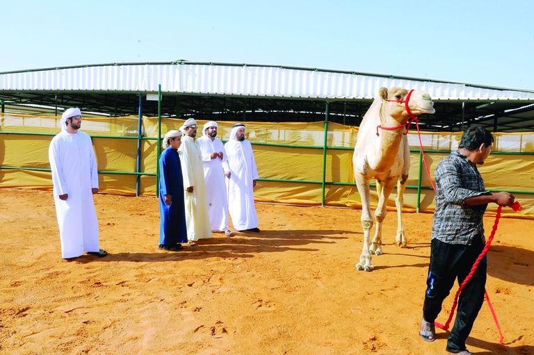 متسابقون بمهرجان سلطان بن زايد التراثي في دورات سابقة - أرشيفية