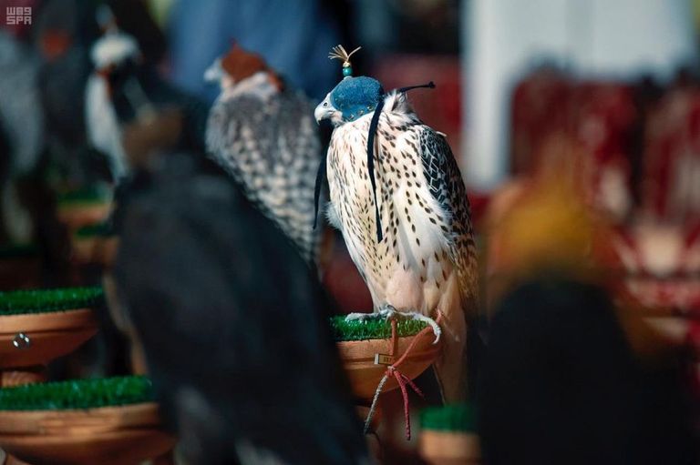 مهرجان الملك عبدالعزيز للصقور - أرشيفية