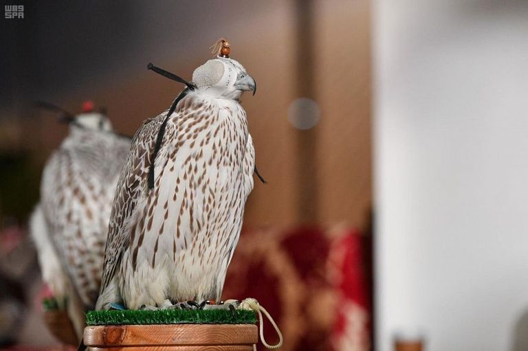 مهرجان الملك عبدالعزيز للصقور - أرشيفية