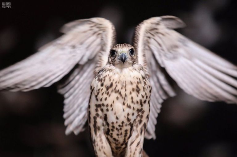 مهرجان الملك عبدالعزيز للصقور - أرشيفية