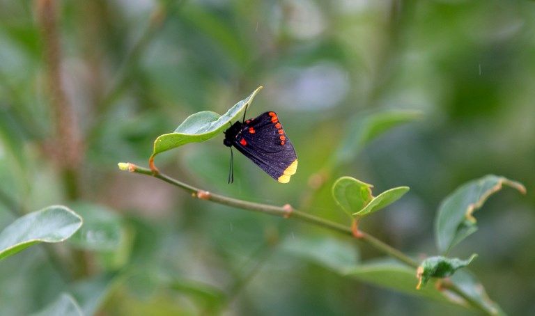 فراشة في مدينة ميشن