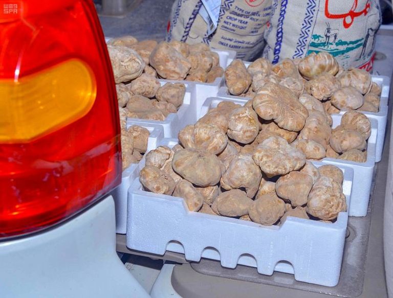 إقبال على شراء نبات فقع العرعر