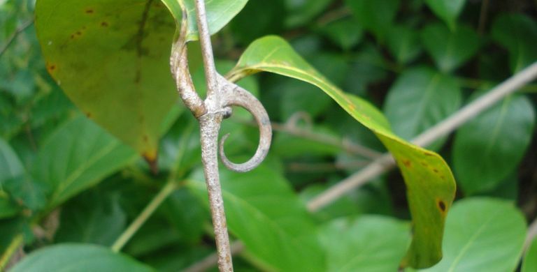 علاجات طبيعية أكثر فاعلية من المسكنات - صورة أرشيفية