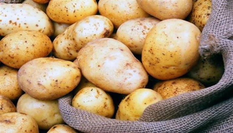 الاكتئاب يصيب معظم محاصيل البطاطس حول العالم - صورة أرشيفية