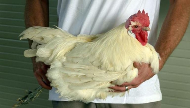 علماء ينتجون دجاجا معدلا جينيا - أرشيفية
