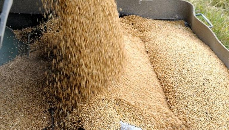 مصر أكبر مشترٍ للقمح في العالم