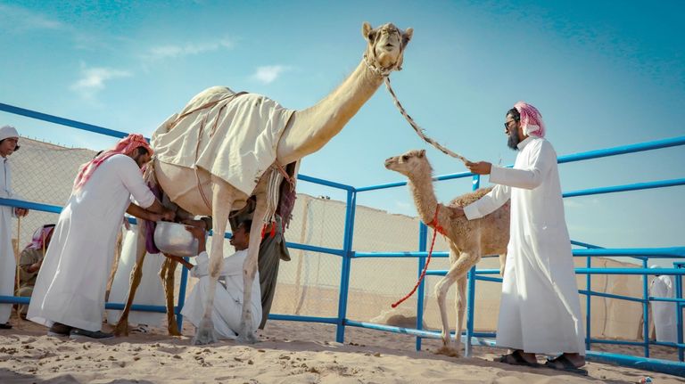 استمرار مسابقة المحالب في المهرجان. الشيخ سلطان بن زايد آل نهيان في مهرجان سويحان
