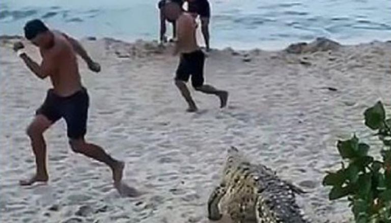 تمساح أمريكي يتسبب في فرار جماعي بشاطئ في كولومبيا