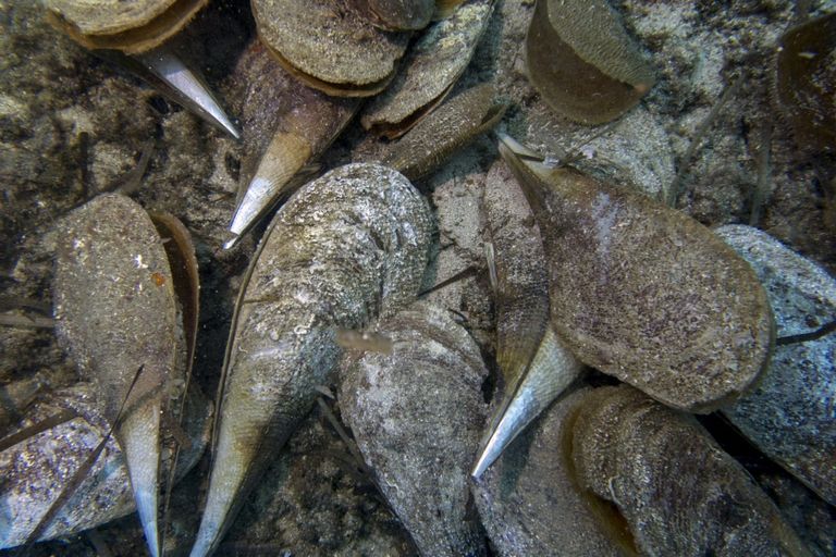 غطّاس يرصد أوضاع أصداف أم اللؤلؤ