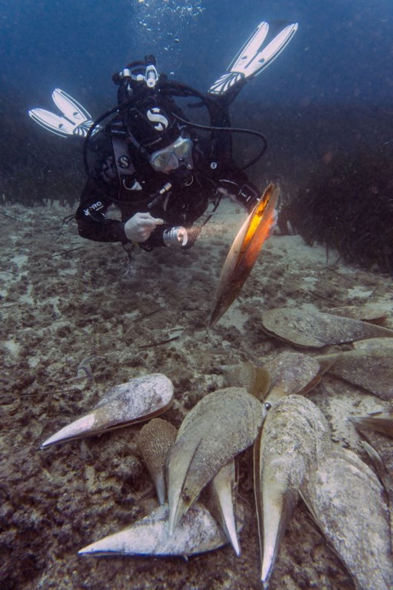 غطّاس يرصد أوضاع أصداف أم اللؤلؤ