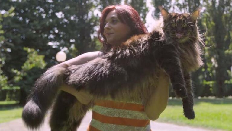 القط "باريفيل"