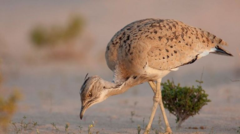 غزال الريم المهدد بالانقراض