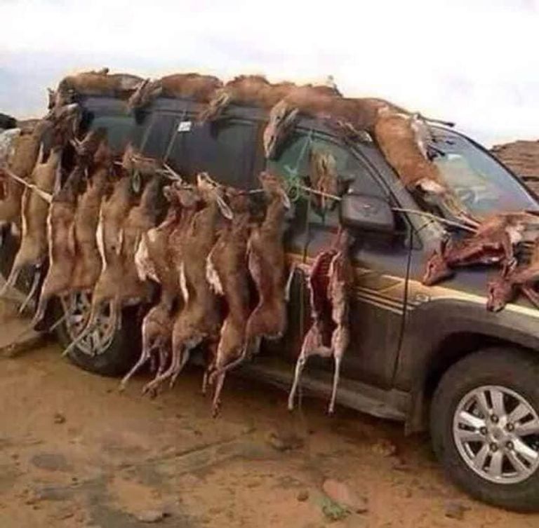 غزال الريم المهدد بالانقراض