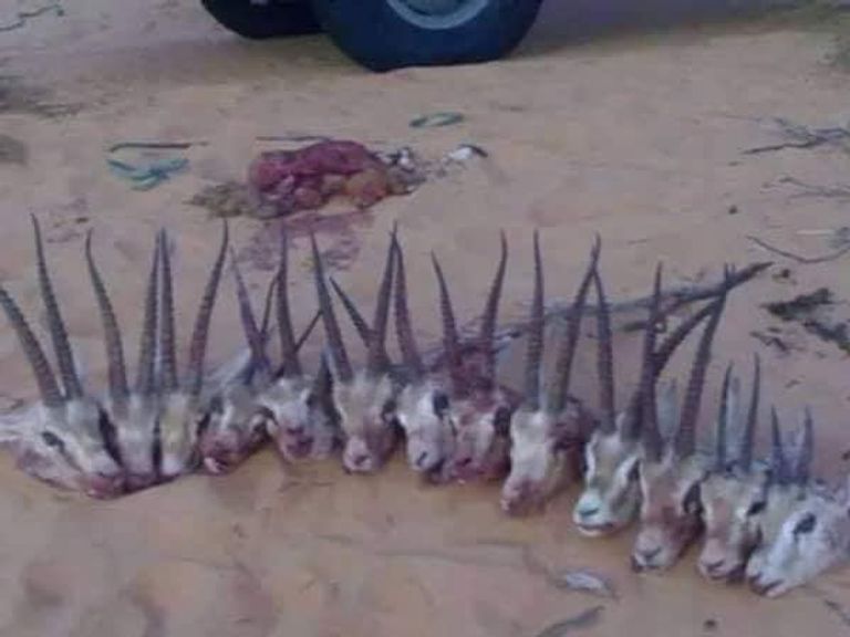 غزال الريم المهدد بالانقراض