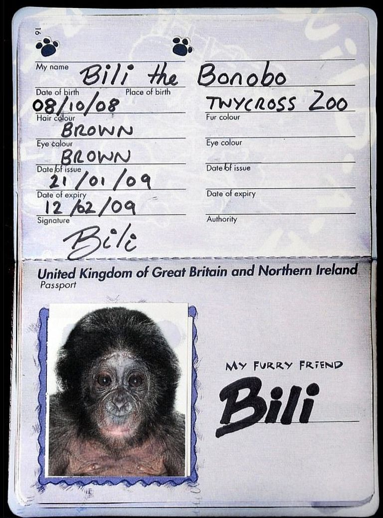 "بيلي" خلال نقله إلى حديقة حيوان في فرانكفورت - صورة أرشيفية