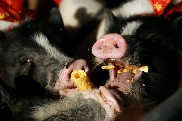 خنازير صغيرة تستعد لجولة جديدة من التسابق