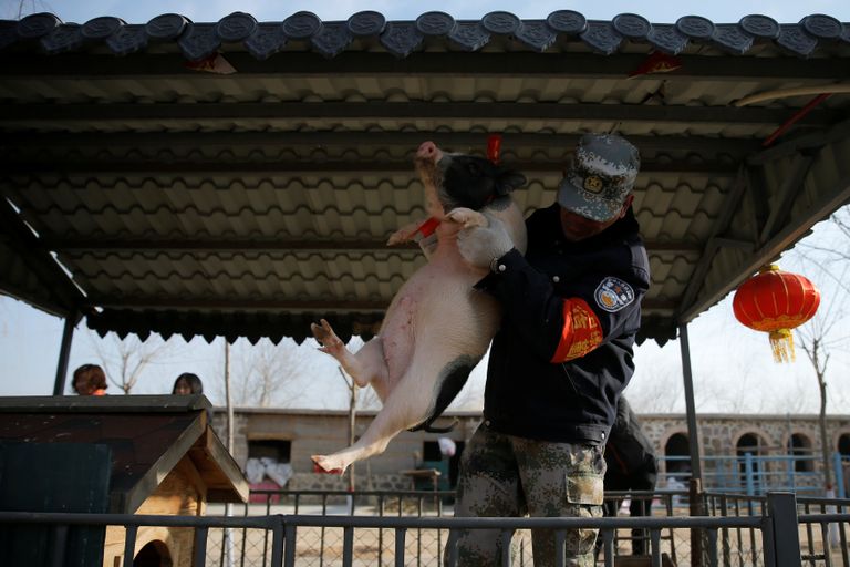 خنازير صغيرة تستعد لجولة جديدة من التسابق