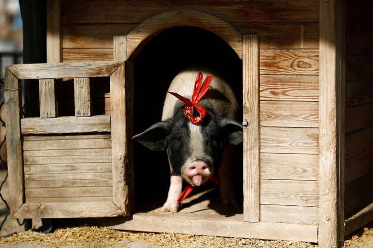 خنازير صغيرة تستعد لجولة جديدة من التسابق