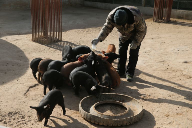 خنازير صغيرة تستعد لجولة جديدة من التسابق