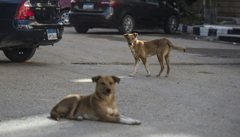 5.5 دولار مكافأة تسليم 5 كلاب ضالة لـ"الطب البيطري" بمحافظة مصرية