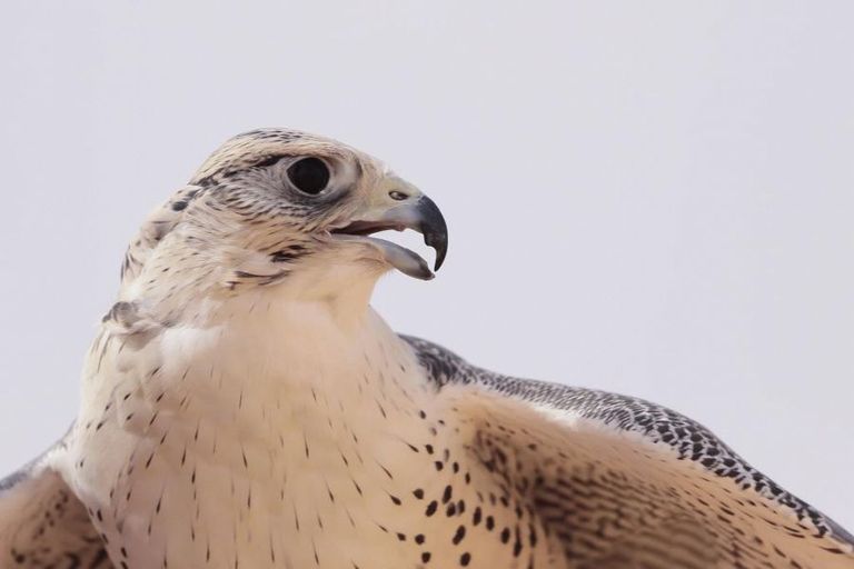 منافسات قوية في اليوم الرابع لمهرجان الصقور