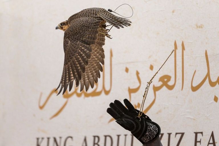 منافسات قوية في اليوم الرابع لمهرجان الصقور