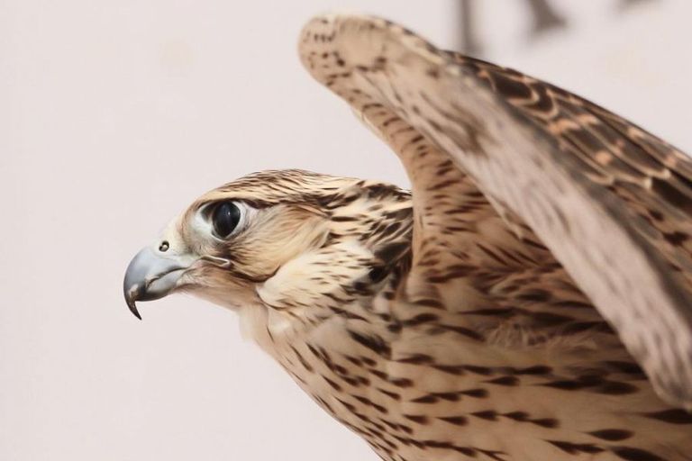 منافسات قوية في اليوم الرابع لمهرجان الصقور