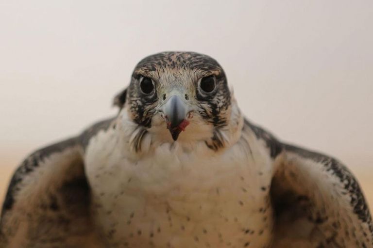 منافسات قوية في اليوم الرابع لمهرجان الصقور