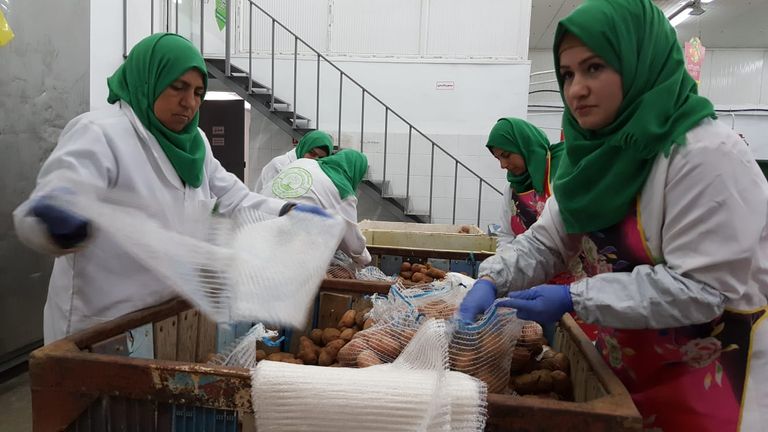 جامعيات في غزة يكافحن البطالة بالبطاطس
