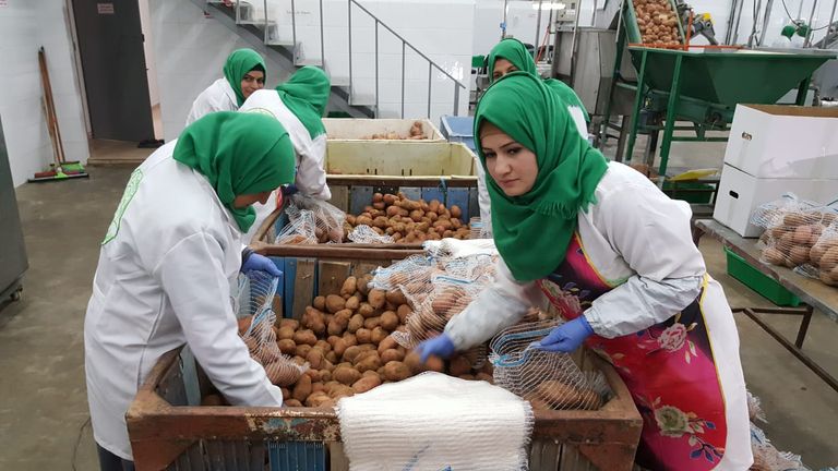 جامعيات في غزة يكافحن البطالة بالبطاطس