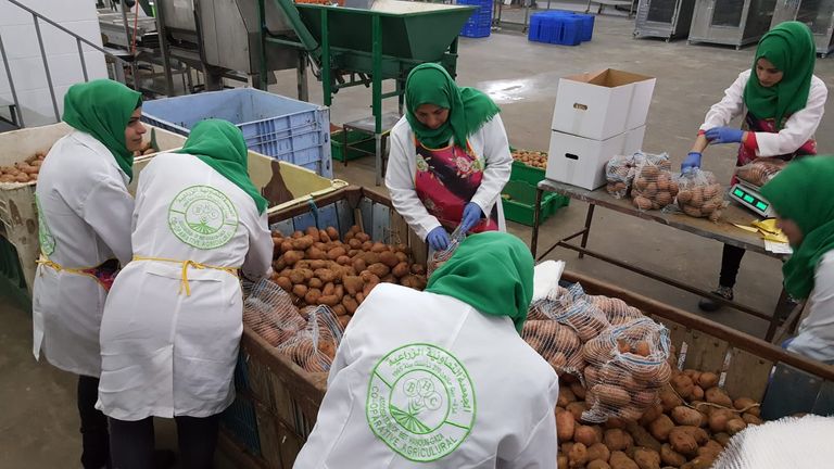 جامعيات في غزة يكافحن البطالة بالبطاطس