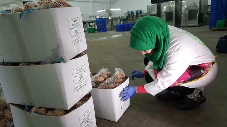 جامعيات في غزة يكافحن البطالة بالبطاطس