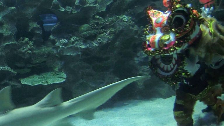 غواصان يؤديان