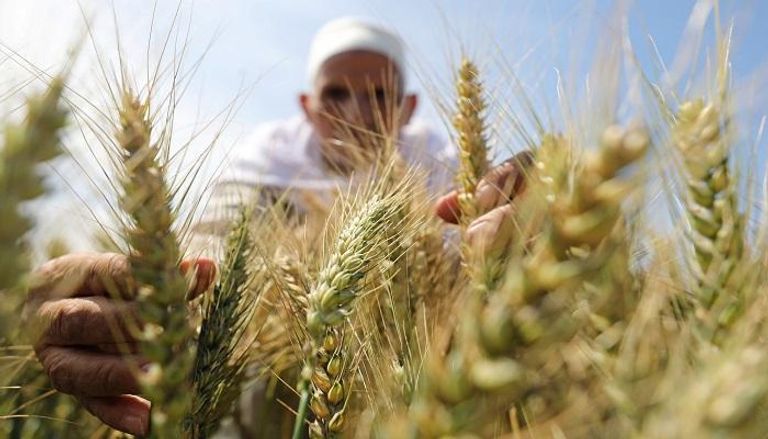 مصر تستورد 360 ألف طن من القمح