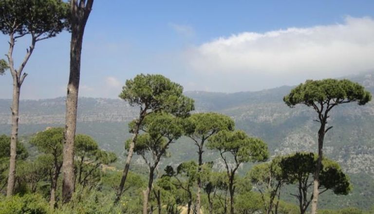 أشجار الصنوبر في لبنان - صورة أرشيفية