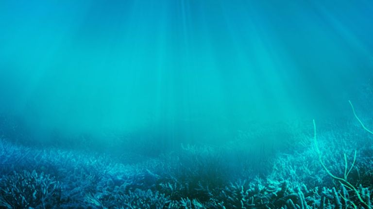 نسبة كبيرة من الكربون مختزنة في طبقات اليابسة