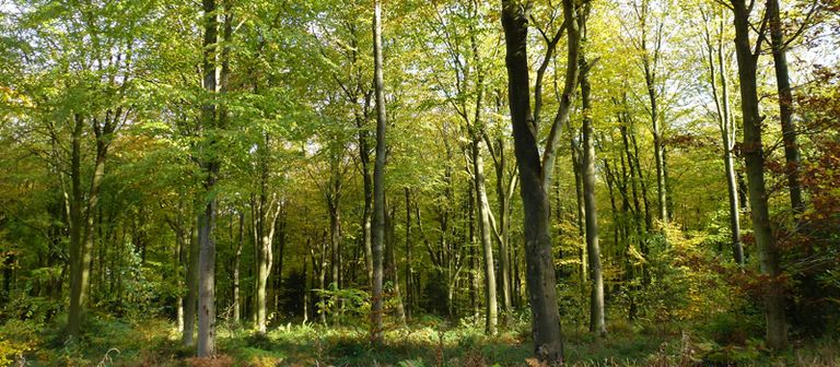 نسبة كبيرة من الكربون مختزنة في طبقات اليابسة