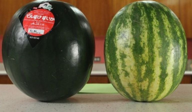 أناناس حدائق هيليغان الضائعة