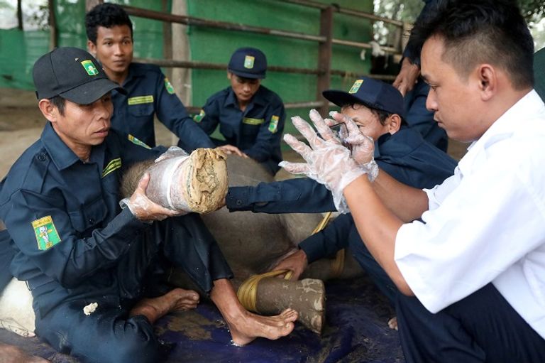 الفيلة أييار سن