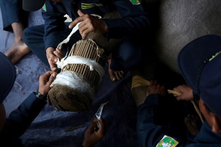 الفيلة أييار سن