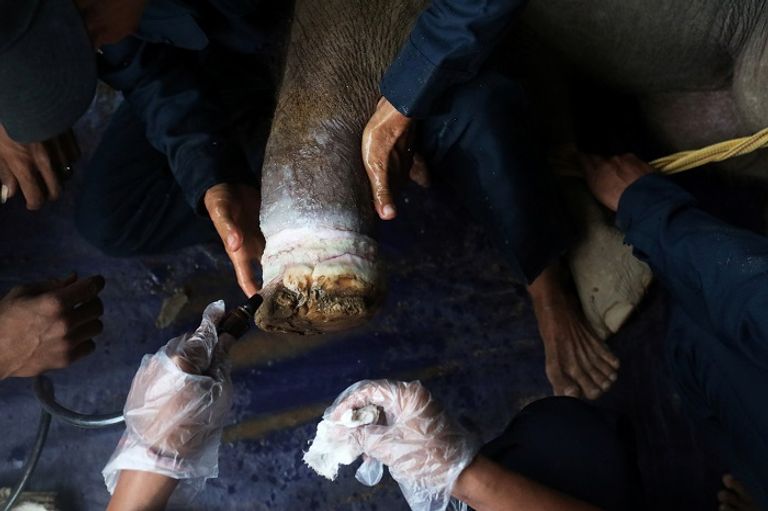 الفيلة أييار سن