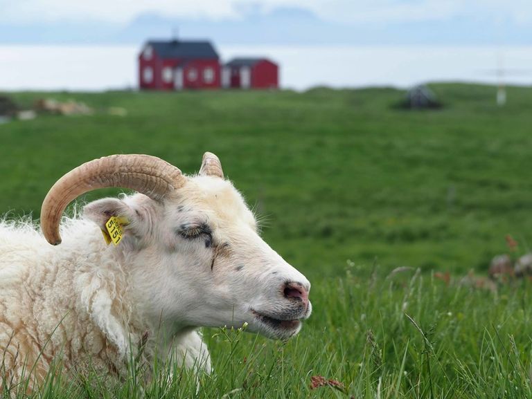 جزيرة فلايتي الأيسلندية