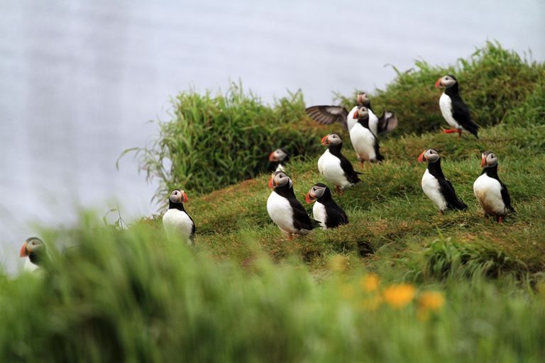 جزيرة فلايتي الأيسلندية
