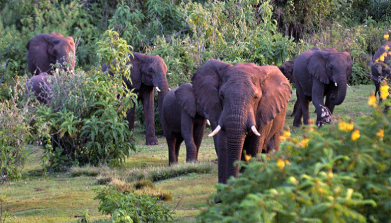 يوجد نحو 300 فيل في متنزه خاو يي الوطني بتايلاند - أرشيفية
