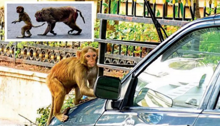 القرود تروع سكان قرية فريندافان في الهند