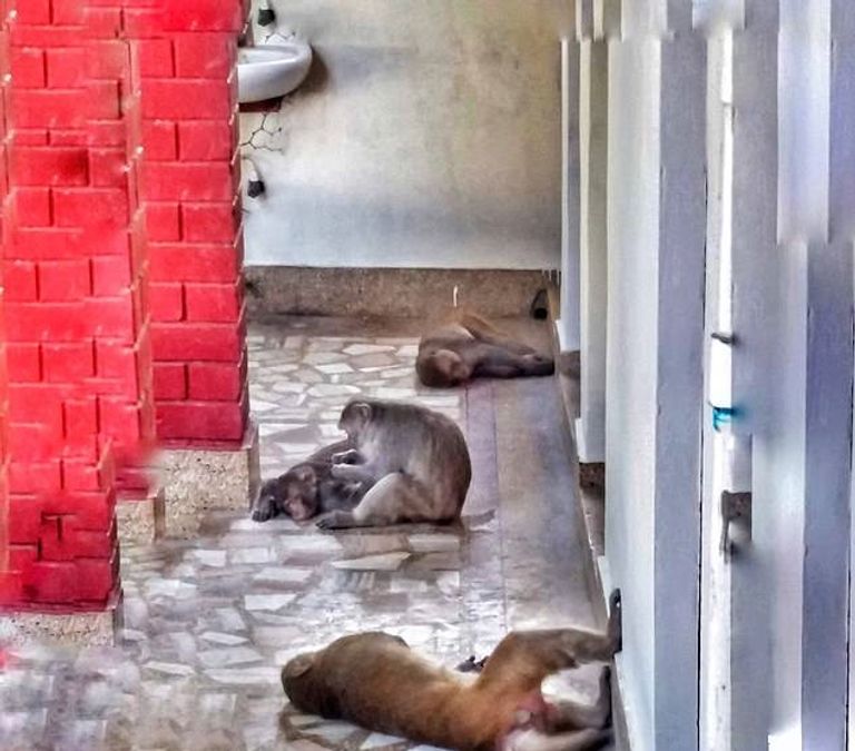 القرود تروع سكان قرية فريندافان في الهند