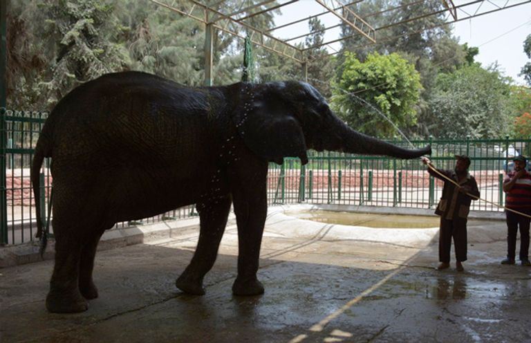 وفاة "نعيمة" بحديقة حيوان الجيزة