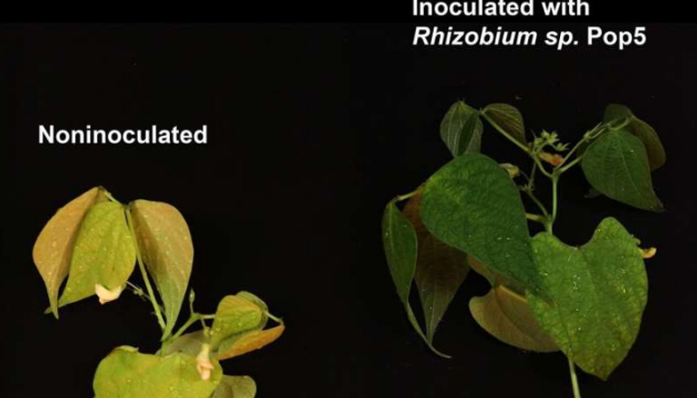 نبات الفول القوي في (اليمين) استفاد من المضاد الحيوي الجديد