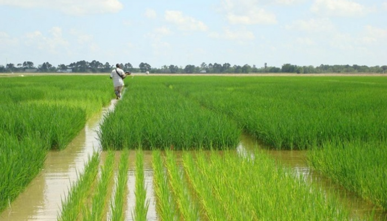 مسؤول: مصر ستنتج 4 ملايين طن من الأرز الأبيض في موسم 2019